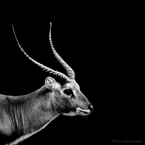 the killies/black *white 031-black-white-animal-photography