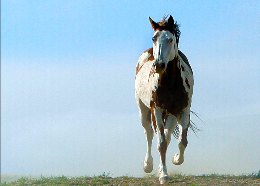 Des ptits dons, des p'tits dons !  - Page 2 Horse-Photography-Art-Lisa-Crosby-IMG_2471