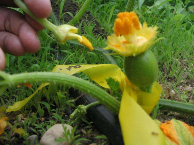 Why did my squashes/zucchini stop producing? Sqpollination