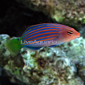 Few fish for sale P-24066-wrasse