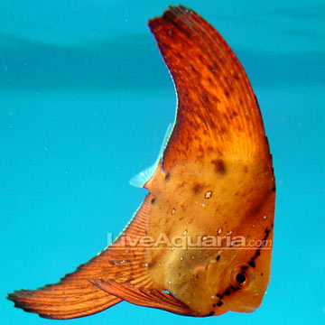 Aiptasia diaphana (sea anemone) P-26197-orbiculate-batfish