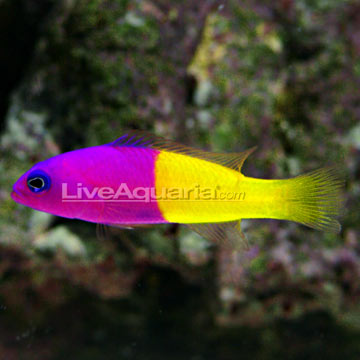 Osaka 260 Récifal P-72472-pseudochromis