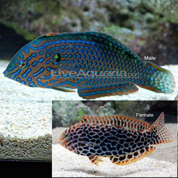 What Marine Fish Should Invest in Next? P-75917-wrasse