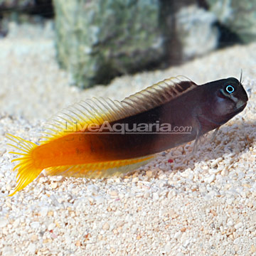 Mon projet d'Osaka 260 P-80647-blenny