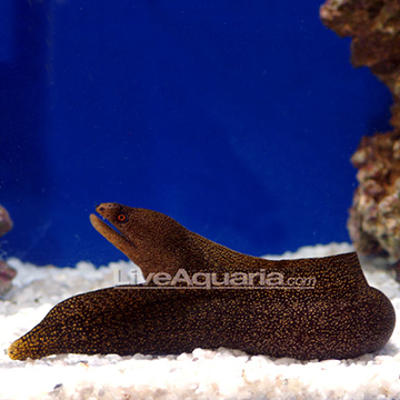 Eel poll! P-90107-fire-coral-eel