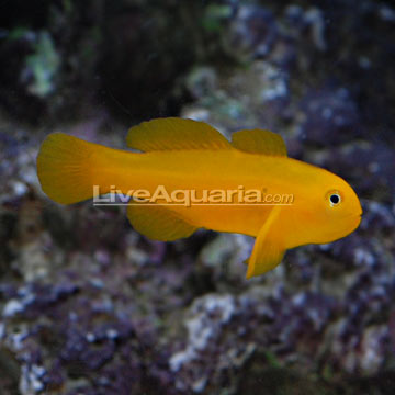 Mon projet d'Osaka 260 P-90164-clown-yellow-goby