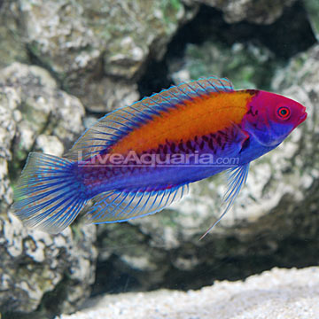 Mon projet d'Osaka 260 P_90109-orange-back-wrasse