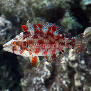 Temperate Fish on Divers Den 0607111-129