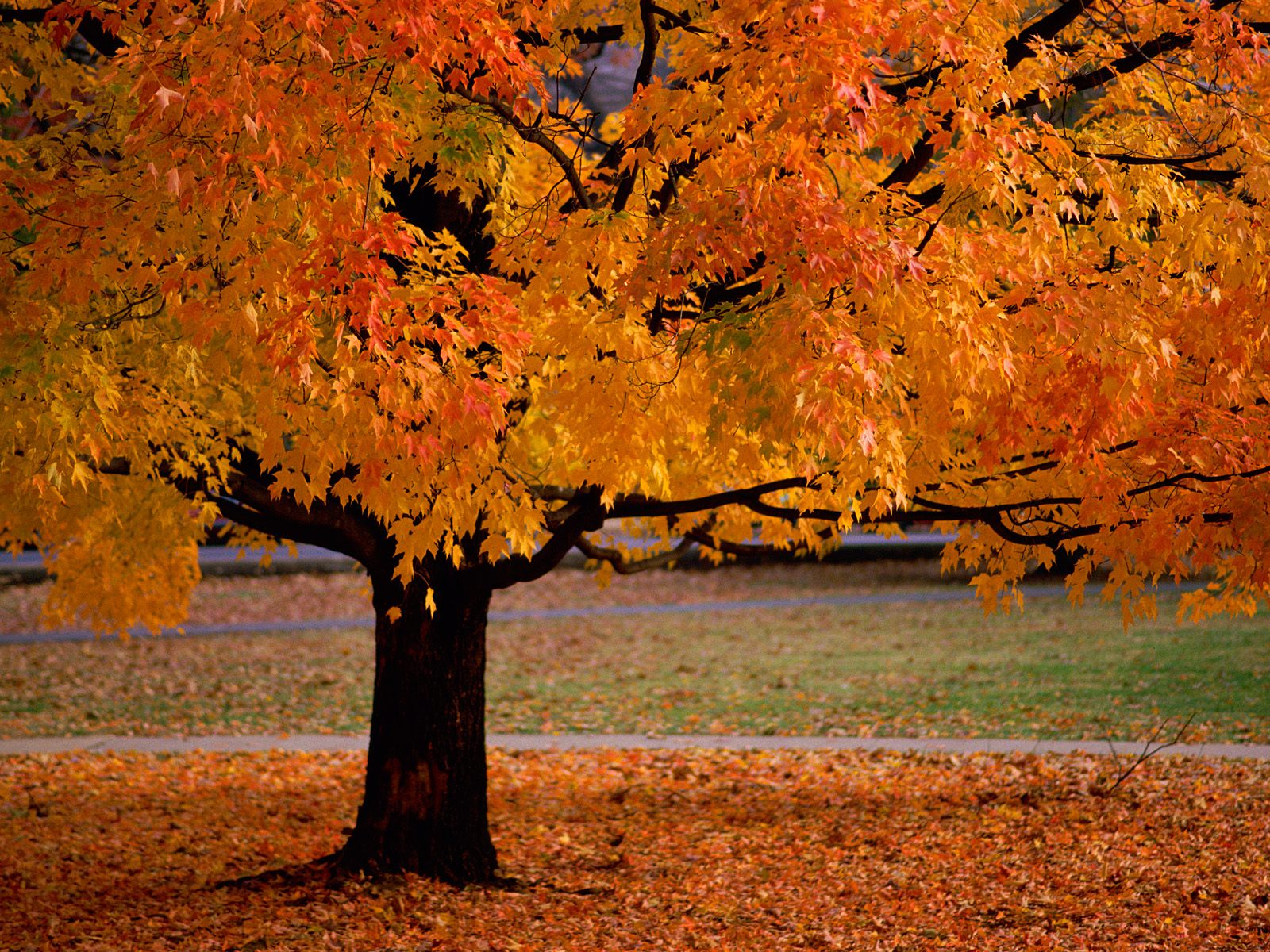 صور روعه جدا An-Autumn-Beauty
