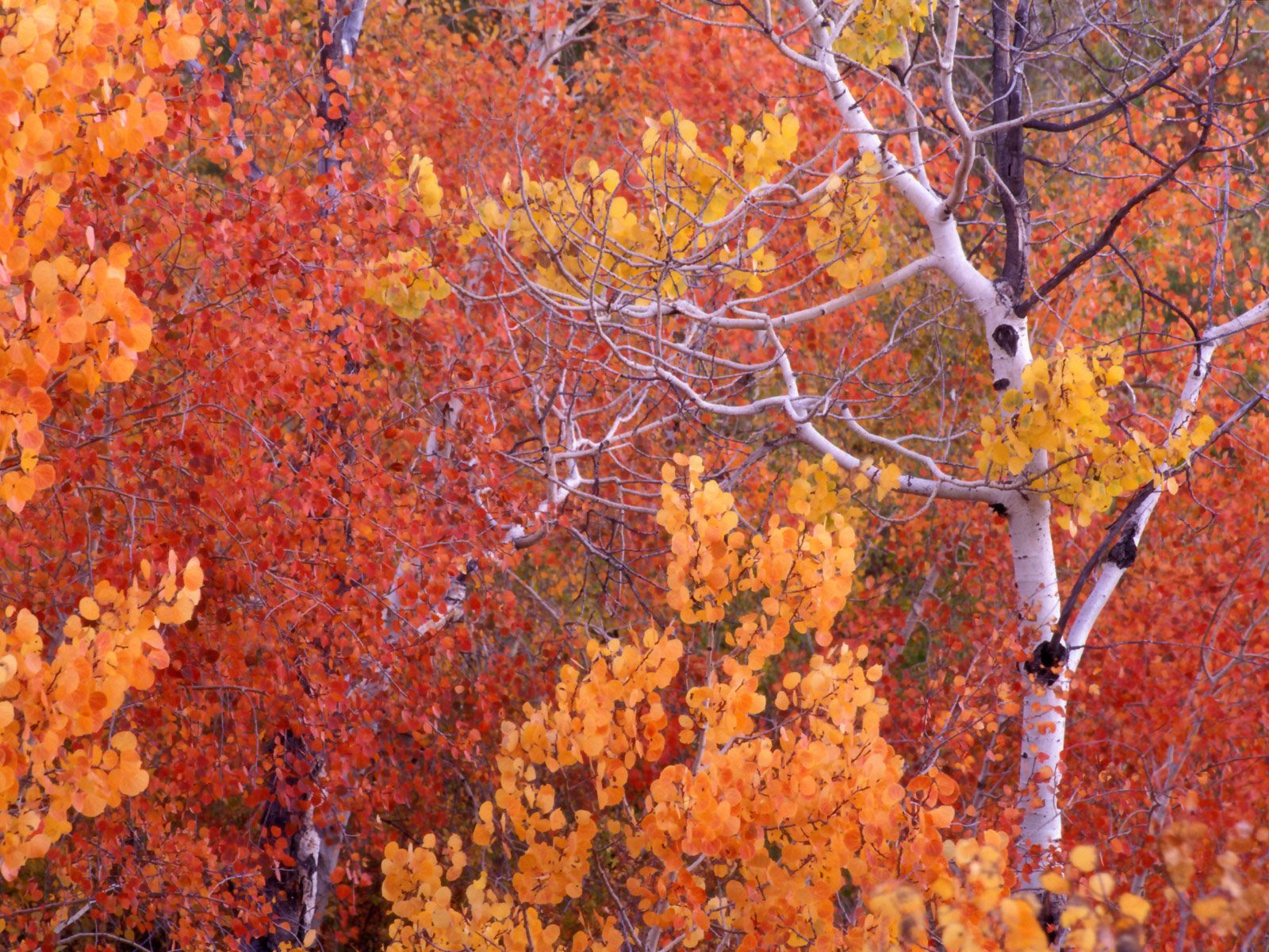 صور روعه جدا Aspen-Trees_-City-of-Rocks_-Idaho