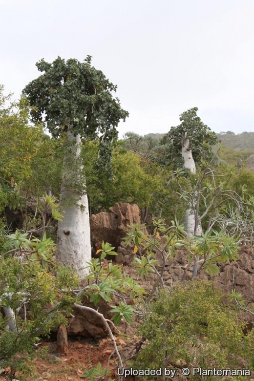 Thalassocène, un monde d'îles Dendrosicyos_socotrana_28584_l