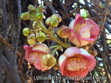 TỨ TUYỆT HOA 2 Couroupita_guianensis_24744_m