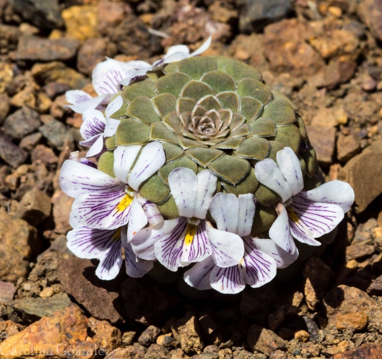 Viola succulentes Viola_columnaris_30087_l