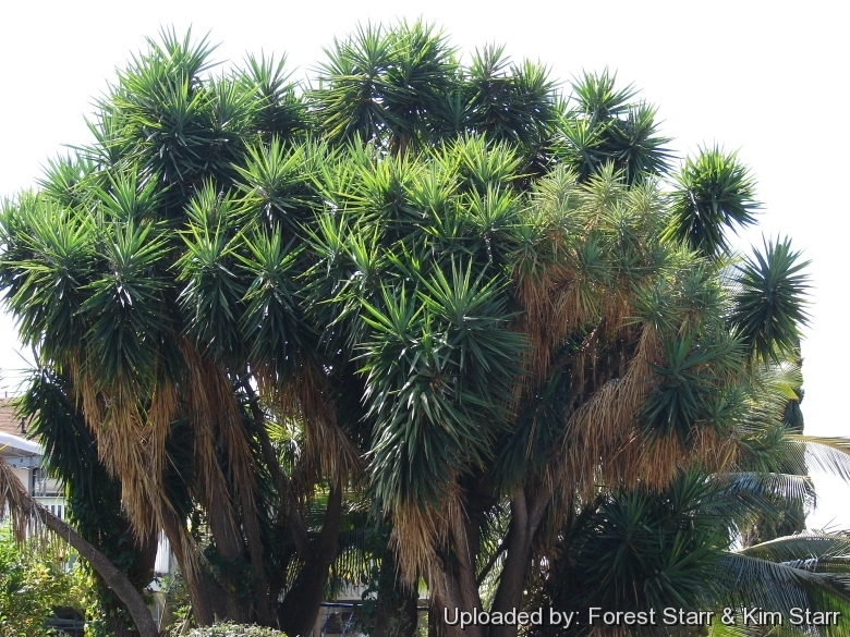 TÌNH YÊU CÂY CỎ ĐV4 - Page 61 Yucca_elephantipes_22474_l