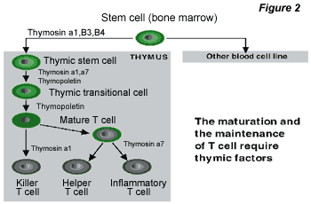 immunity  pictures Thymus_fig2