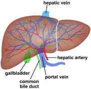 اضرار المشروبات الغازية Liver-diagram