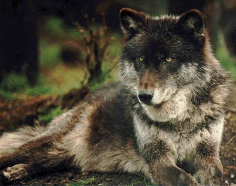 >>>> EL LOBO SOLITARIO <<<< - Página 2 Lobo-del-este