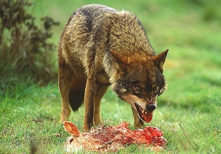 lobo - El lobo ibérico en España Lobo-iberico