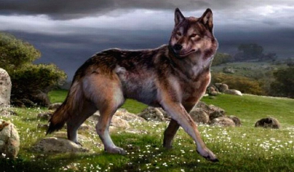 >>>> EL LOBO SOLITARIO <<<< - Página 9 Lobo-gigante