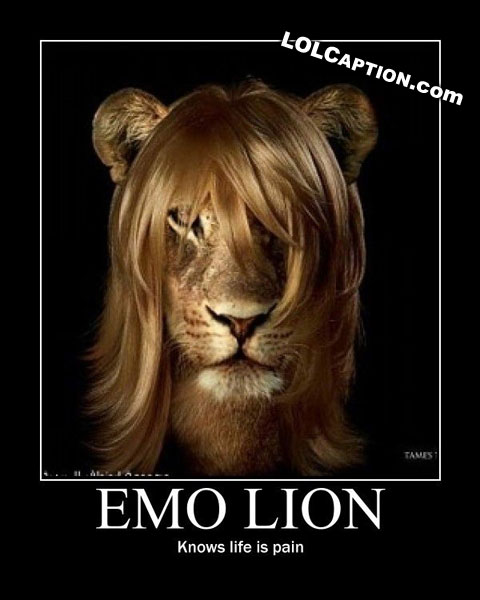 Emo0o animals xD Lolcaption-emo-lion-knows-no-pain-emolion