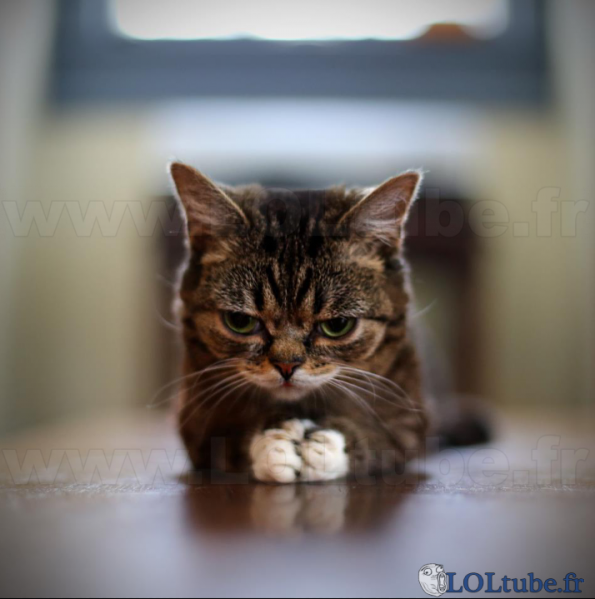 [Jeu] Nos membres :p  Grumpy-cat-chaton