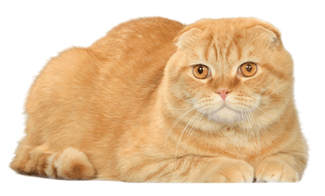 Deux nouveau scottish fold + nouvelle boutique Scottishethighland-3