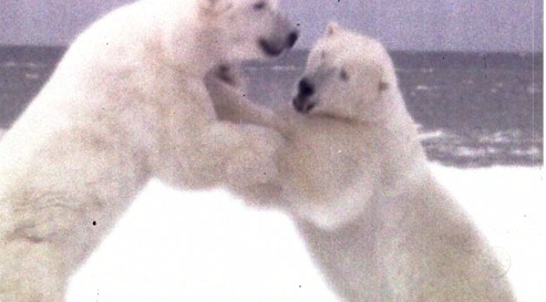 Comment expliquez-vous la présence des ours blanc? OrientationBears