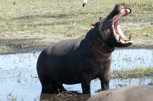 CORRENTE de imagens de animais Hipopotamo_chove