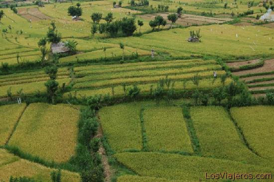 Los Campos [Zona de Rol] Campos_arroz_Tirtagganga