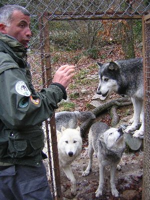 incroyable mais vrai.... animaux et homme (google images) Loups_du_Canada_2