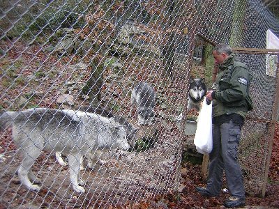 incroyable mais vrai.... animaux et homme (google images) Loups_du_Canada_5