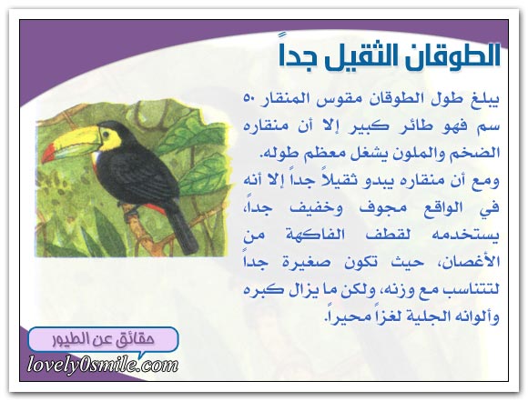 تعرف على انواع الطيور الغابات الاستوائية Bi-14-07