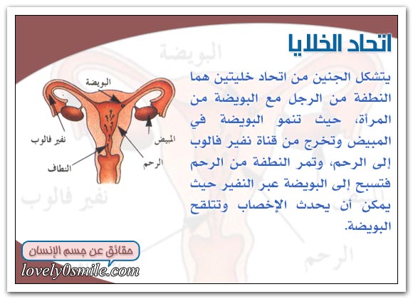 الحمل والولاده Hu-17-01