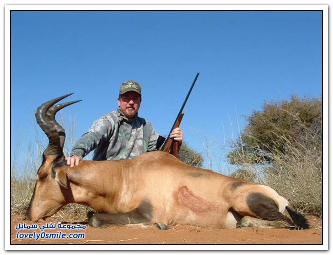 صور صيد غير شكل من كل بحر قطرة Wild-hunt-07