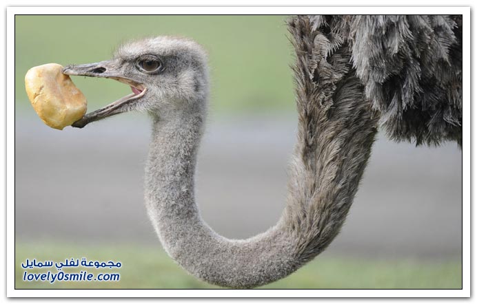 صور مواليد جدد من حدائق الحيوان حول العالم Z14-zoo