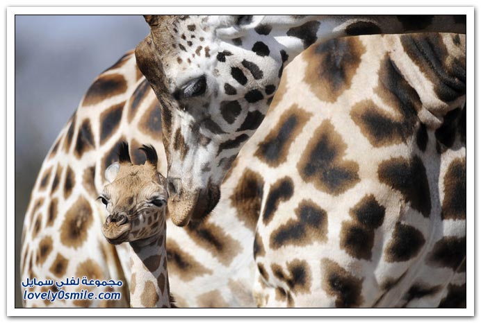 صور مواليد جدد من حدائق الحيوان حول العالم Z22-zoo