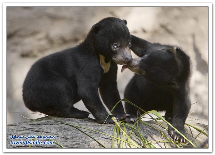 صور مواليد جدد من حدائق الحيوان حول العالم Z33-zoo