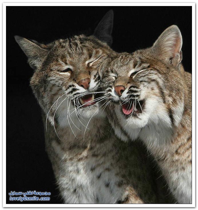 صور منوعة لاسد ونمر وفهد Big-Cats-77