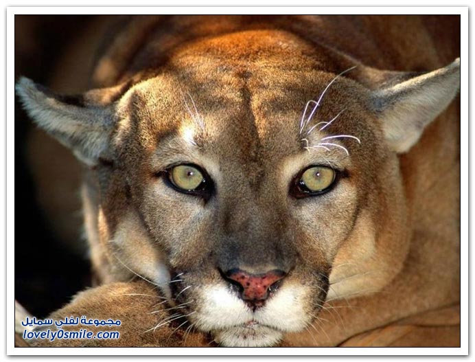 صور منوعة لاسد ونمر وفهد Big-Cats-89