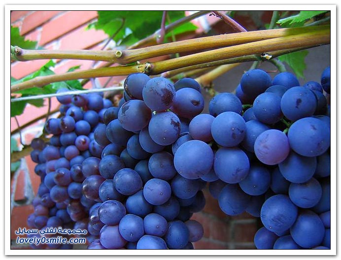 صـور انواع العنب مع اسم بلادها Grapes-serbia