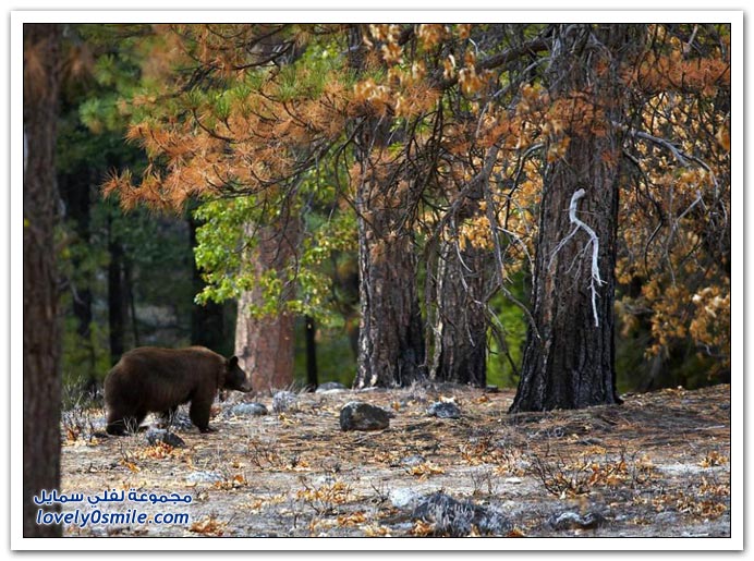 صور أنواع الدببة حول العالم‏ Bears-27