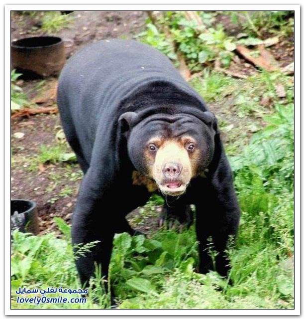 صور أنواع الدببة حول العالم‏ Bears-47