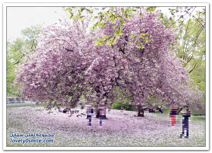 صور اشجار روعة Trees-36