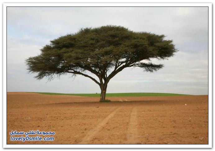 صور اشجار روعة Trees-48