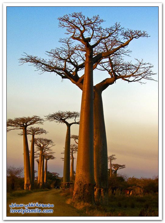 صور اشجار روعة Trees-52