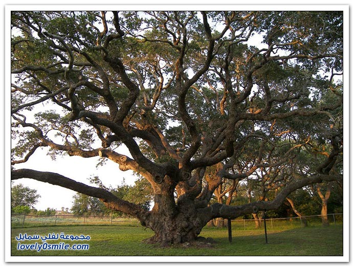 صور لأجمل وأغرب الأشجار في العالم Trees-54