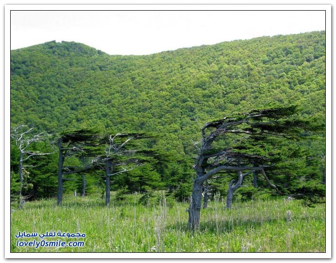 صور لأجمل وأغرب الأشجار في العالم Trees-57