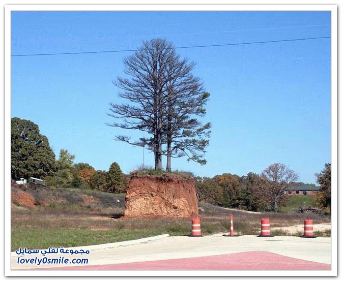 صور اشجار روعة Trees-69