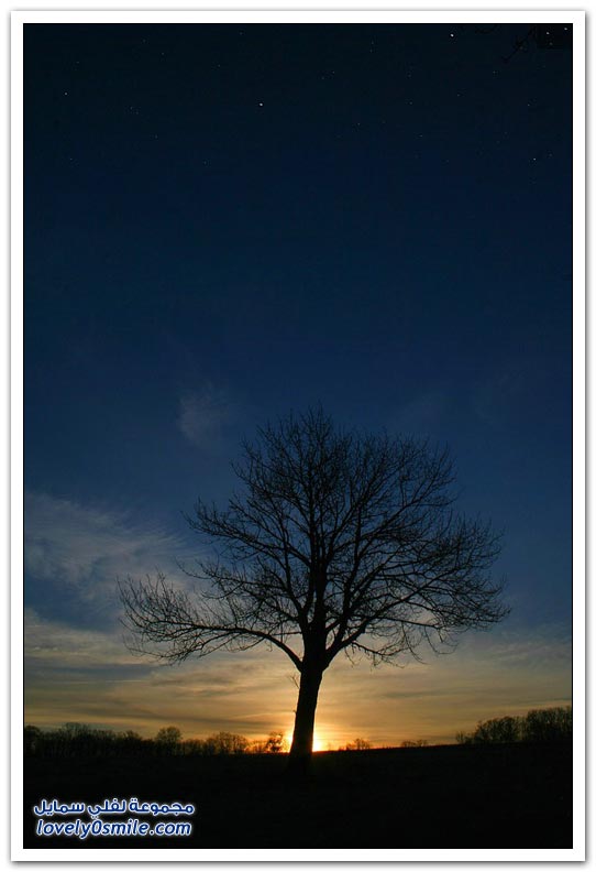 صور اشجار روعة Trees-71