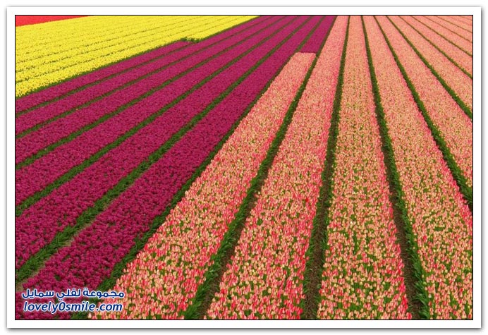: مجموعة صور من مزارع الورود ::: روووووووعه Flowers-24